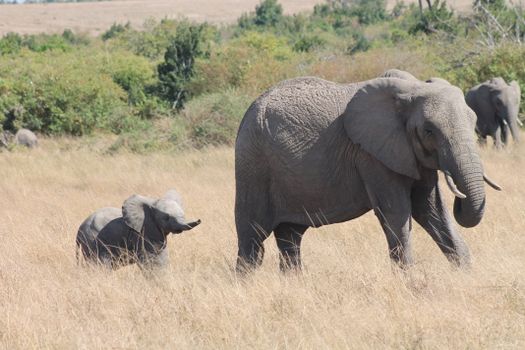 15 elephants mysteriously die in kenya w