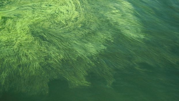 245 algae blooms why northern ireland s