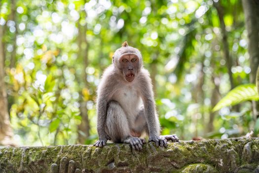 bali s shocking ban are expats crossing