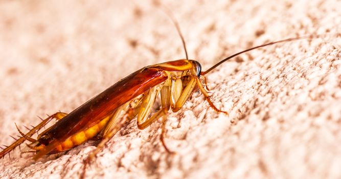 Why India’s ‘Cockroach’ Protest Shook Modi’s Government to Its Core