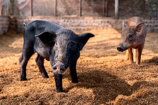 Why Two-Legged Pigs Ruined Dudipatsar Lake for Everyone