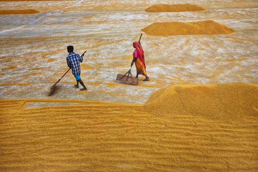 Men and women working outdoors drying rice in Habra, India.