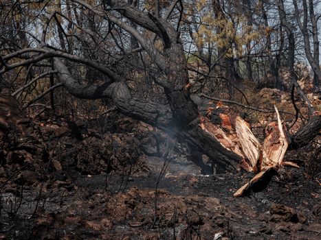 Belgian Wildfire Devastates Nature Reserve, Threatens Ecosystem