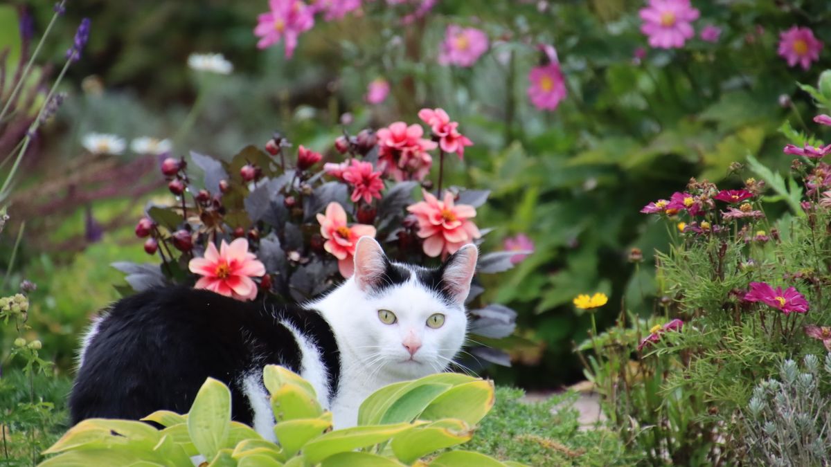 A black and white cat sits amongst colorful flowers in a garden, creating a contrast against the vibrant blossoms.
