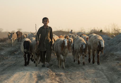 A young Pakistani boy herds Awassi sheep and donkeys on a rural dirt path at sunset.