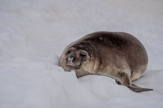 how a heroic rescue in antarctica defied