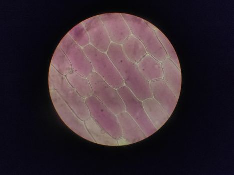 Detailed image of onion epidermal cells under a microscope.