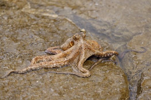 Detailed image of an octopus resting on wet rocks at the shoreline, showcasing its texture.